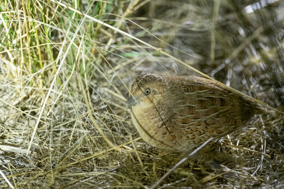 Little Buttonquail - ML612323815