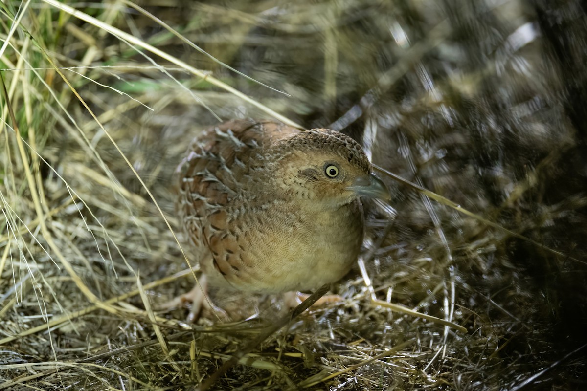 Little Buttonquail - Ian Shrubsole