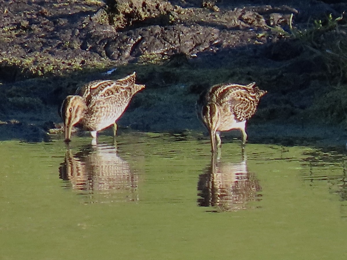 Wilson's Snipe - ML612323907