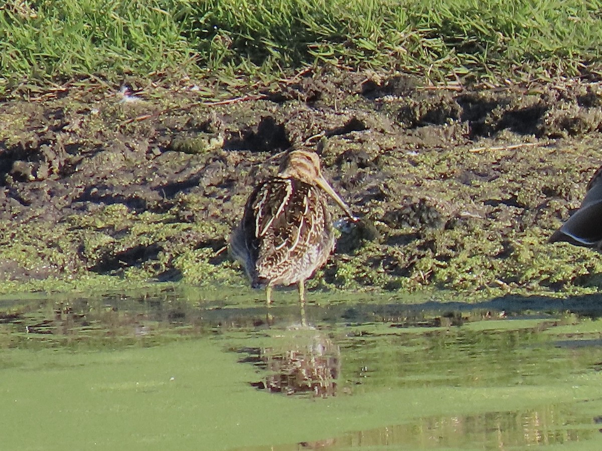 Wilson's Snipe - ML612323908