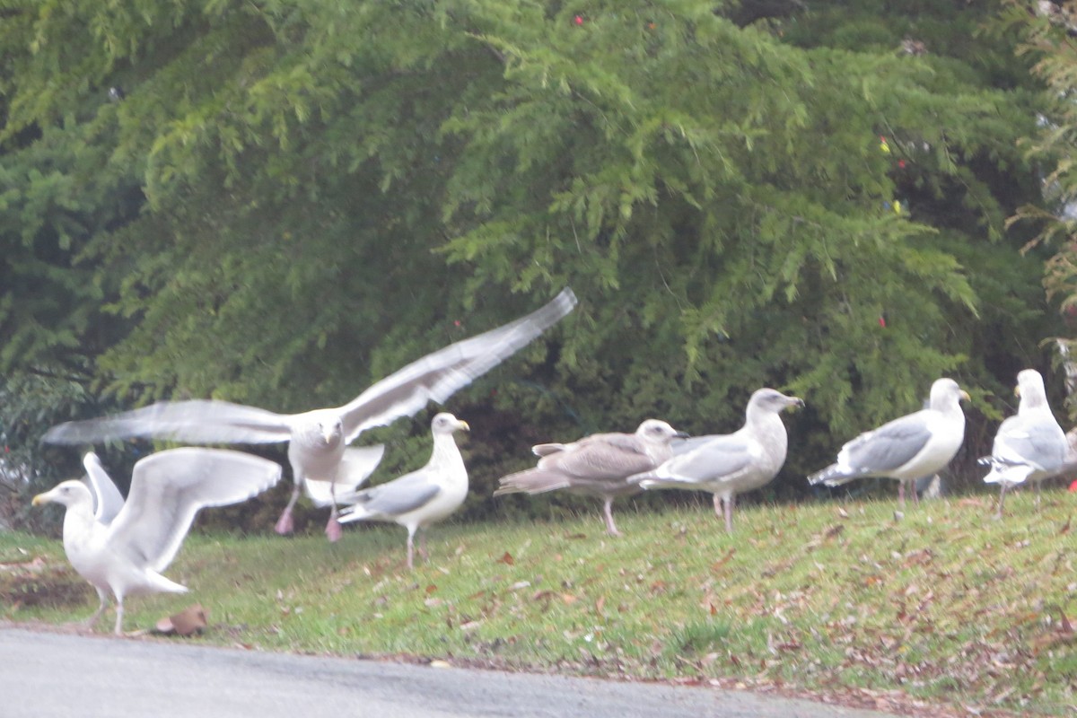 Glaucous-winged Gull - ML612323915