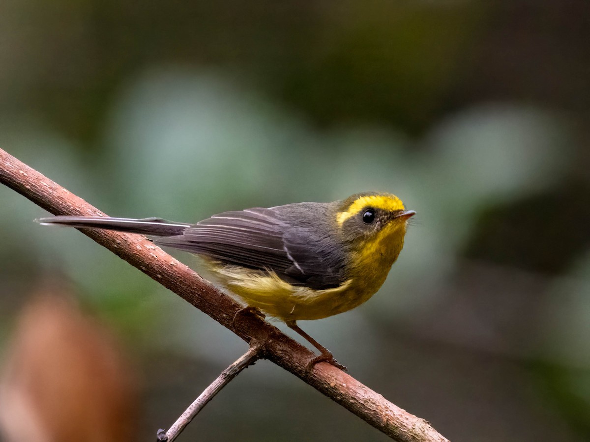 Yellow-bellied Fairy-Fantail - ML612323989