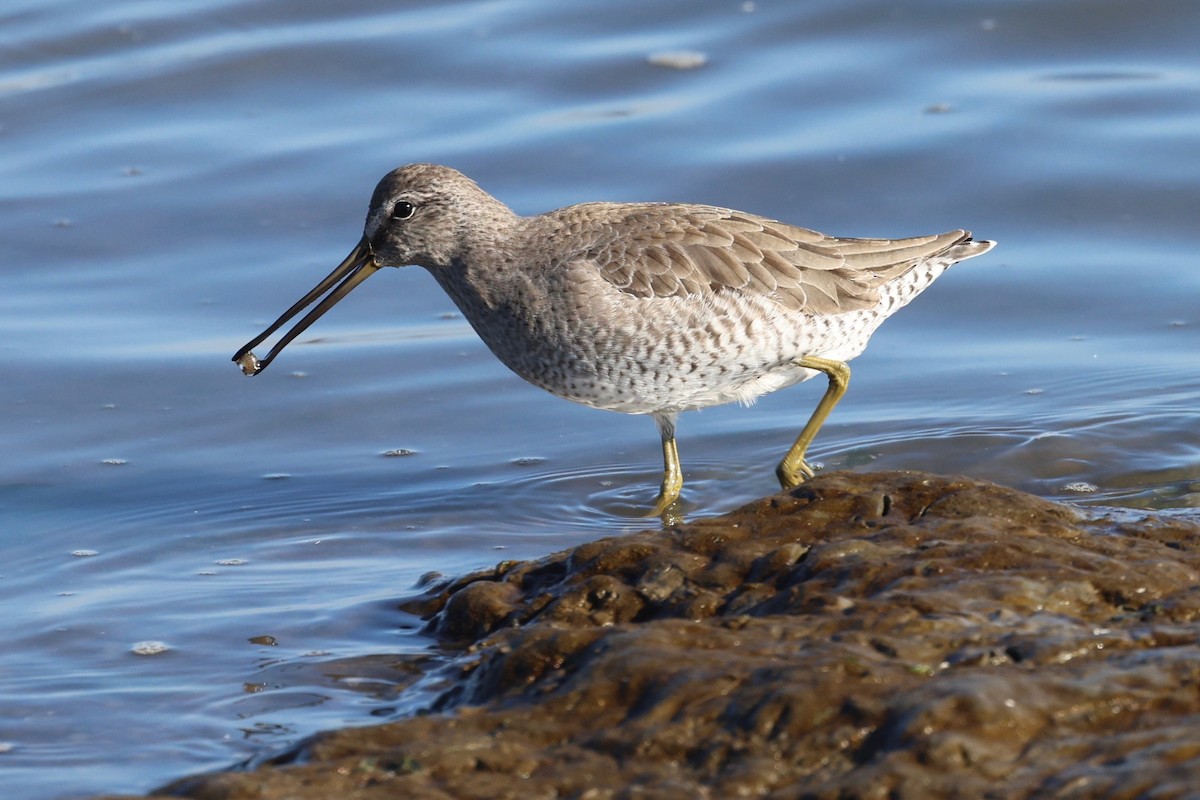 Long-billed Dowitcher - ML612324015