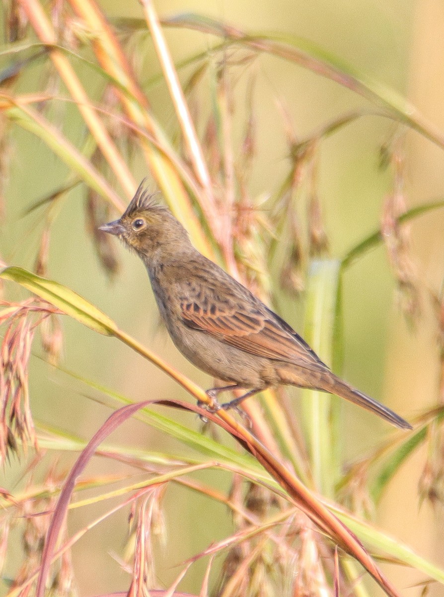 Crested Bunting - ML612324018