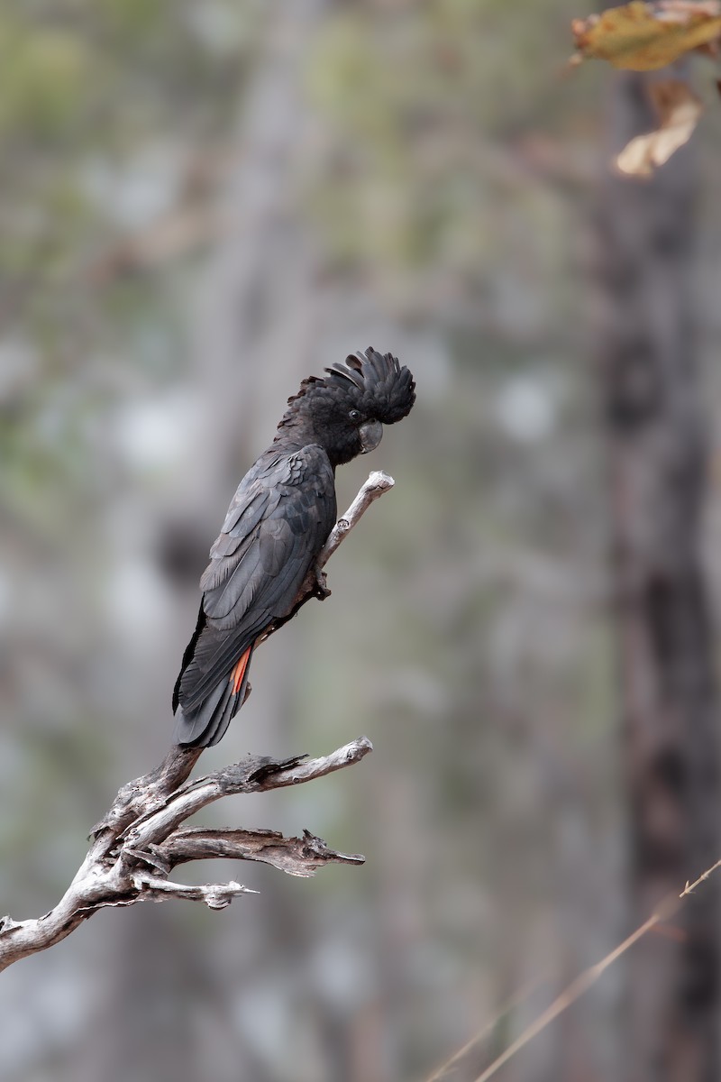 Red-tailed Black-Cockatoo - ML612324081
