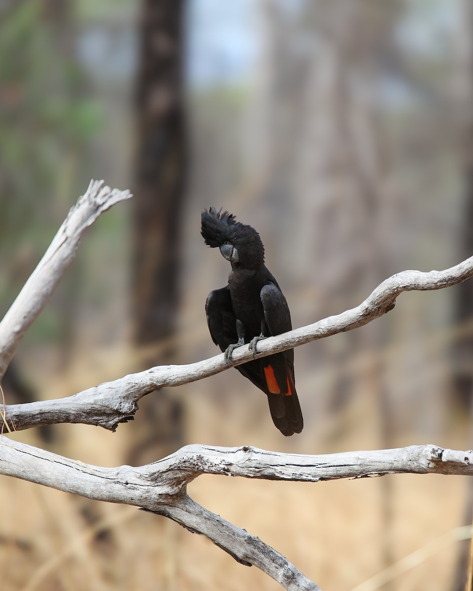 Red-tailed Black-Cockatoo - ML612324088