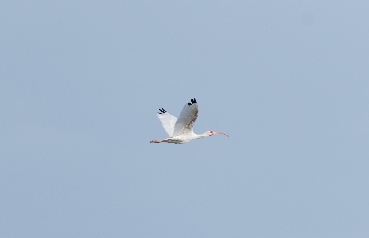ibis bílý - ML612324103