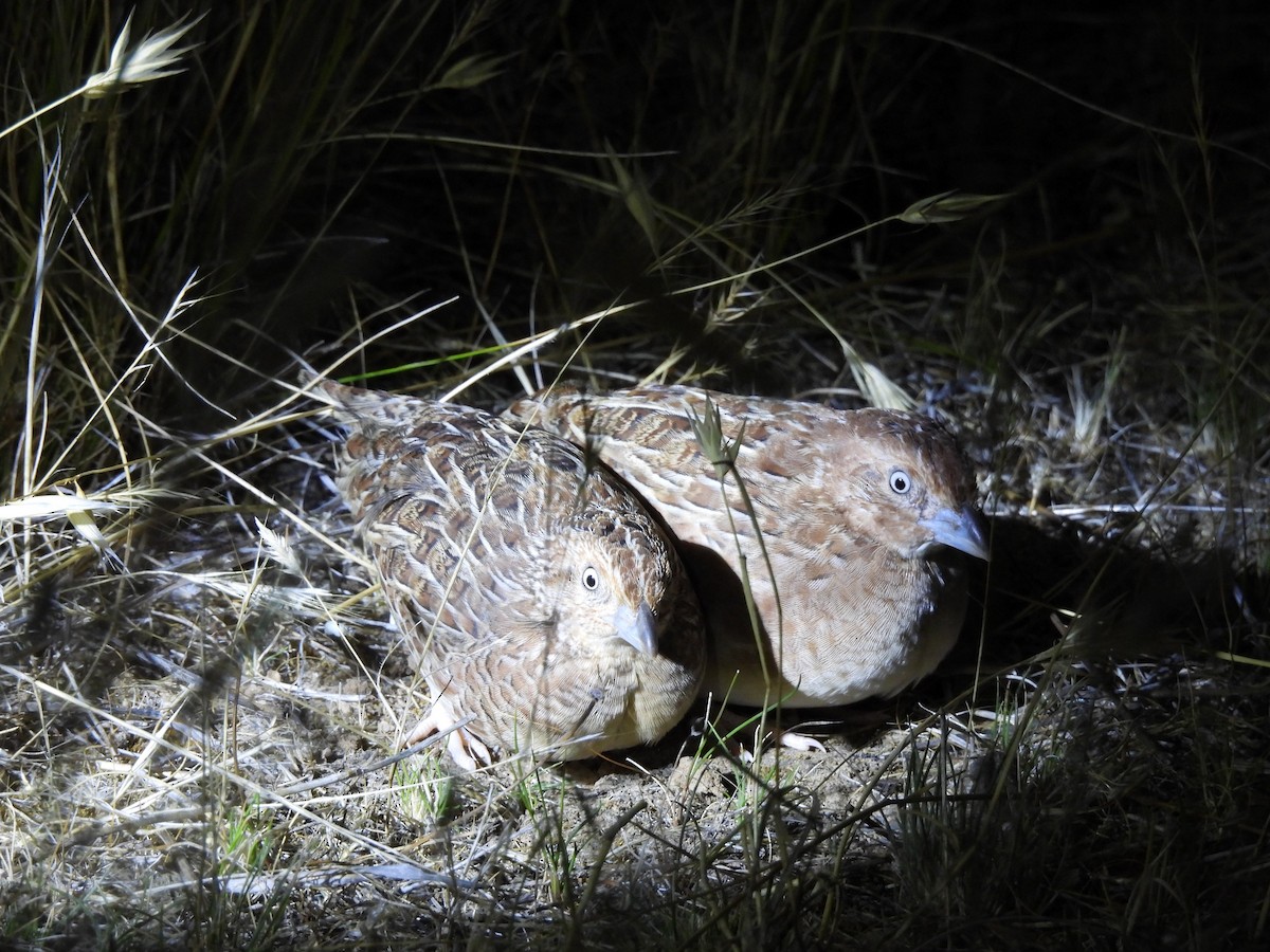 Little Buttonquail - ML612324120