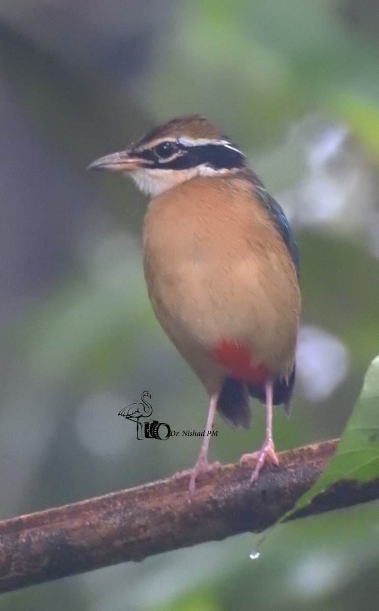 Indian Pitta - ML612324126