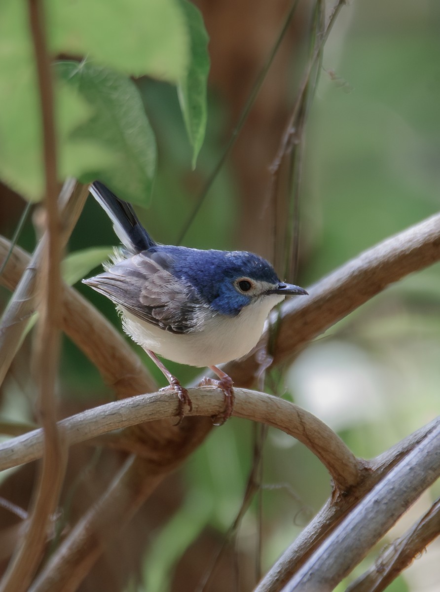 Lovely Fairywren - ML612324236