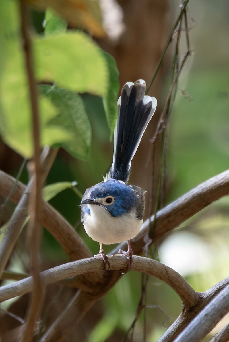 Lovely Fairywren - ML612324237