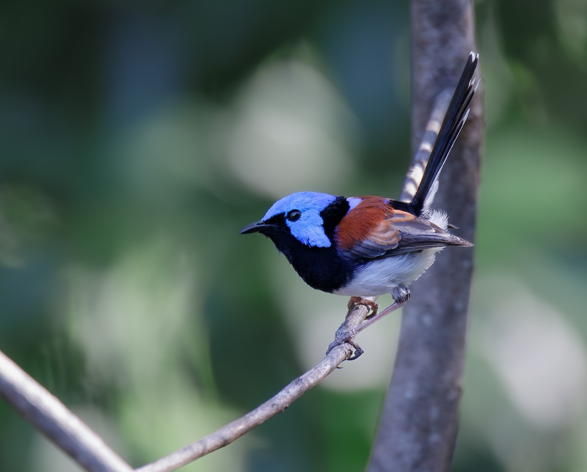 Lovely Fairywren - ML612324238