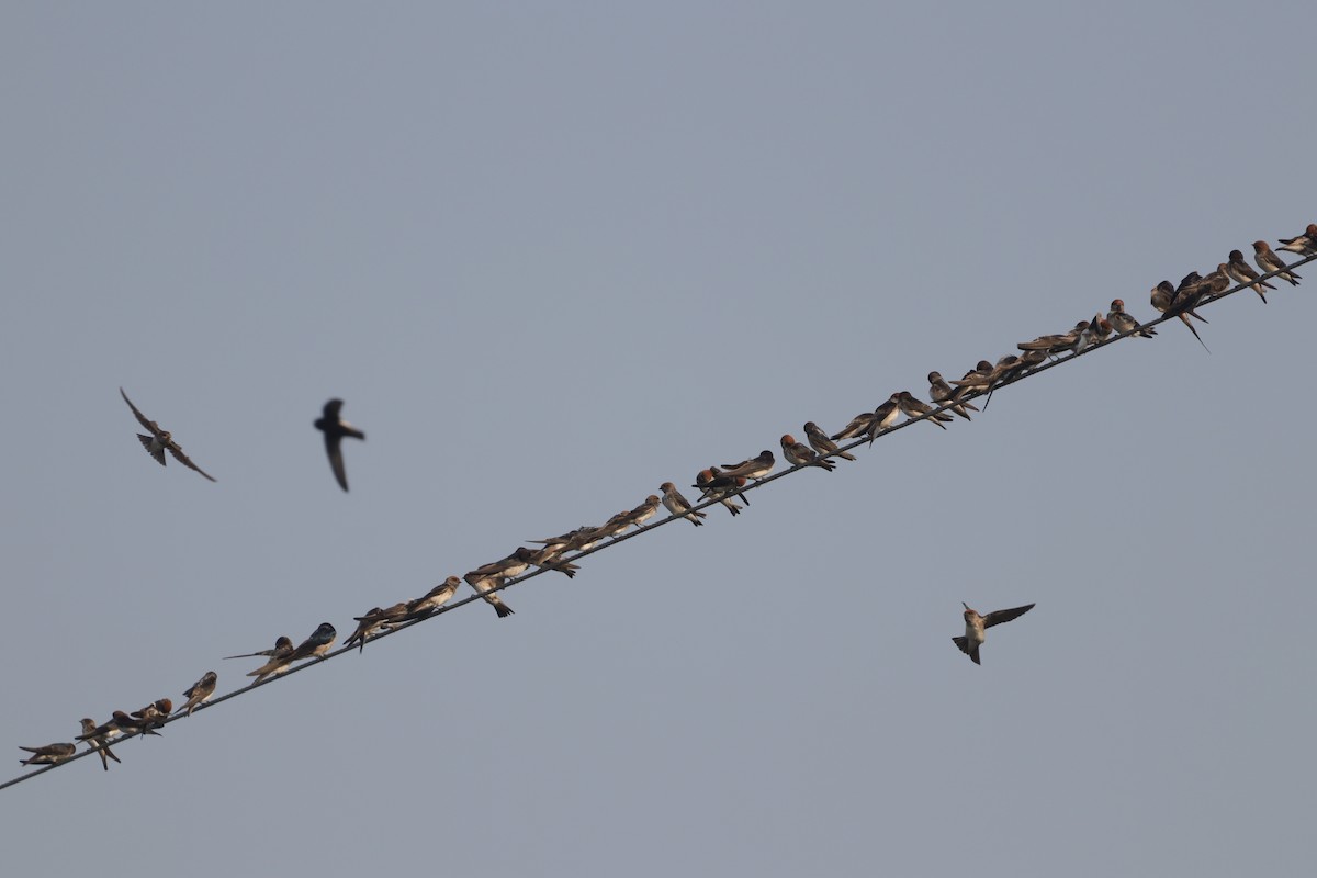 Streak-throated Swallow - ML612324252