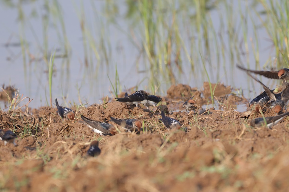 Streak-throated Swallow - ML612324253