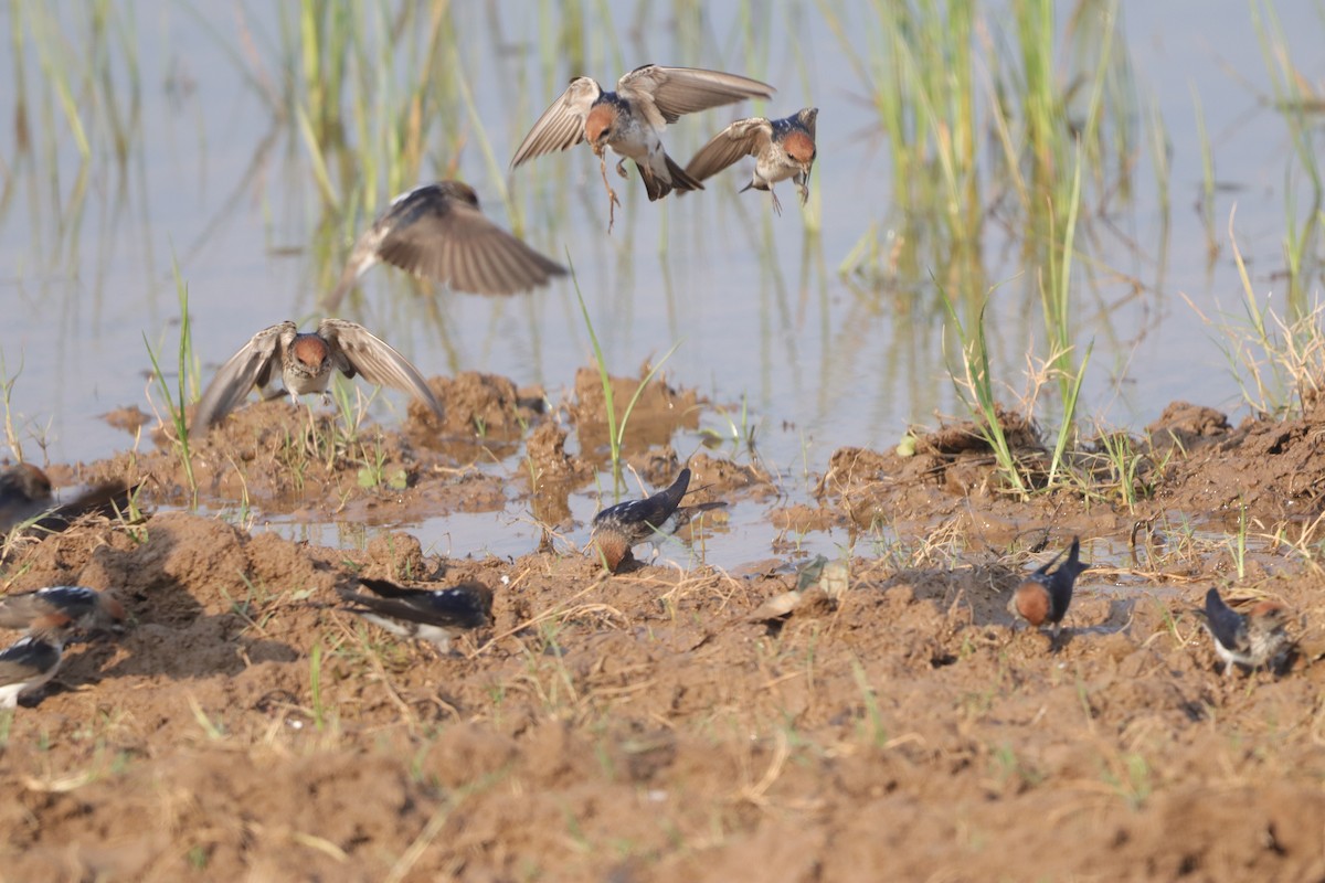 Streak-throated Swallow - ML612324254
