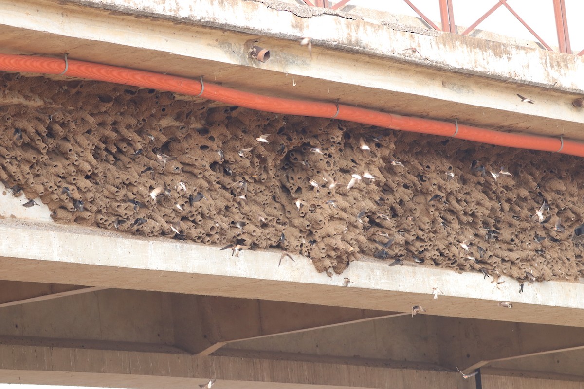 Streak-throated Swallow - ML612324255