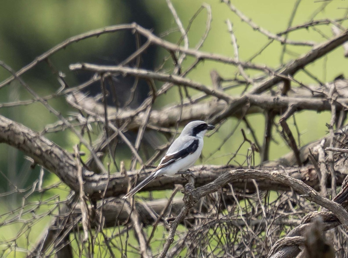 Great Gray Shrike - ML612324271