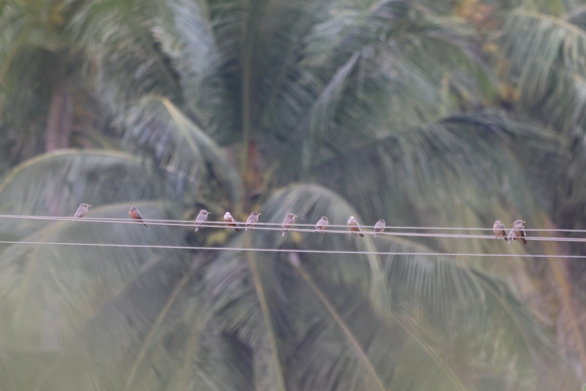 Chestnut-tailed Starling - ML612324330