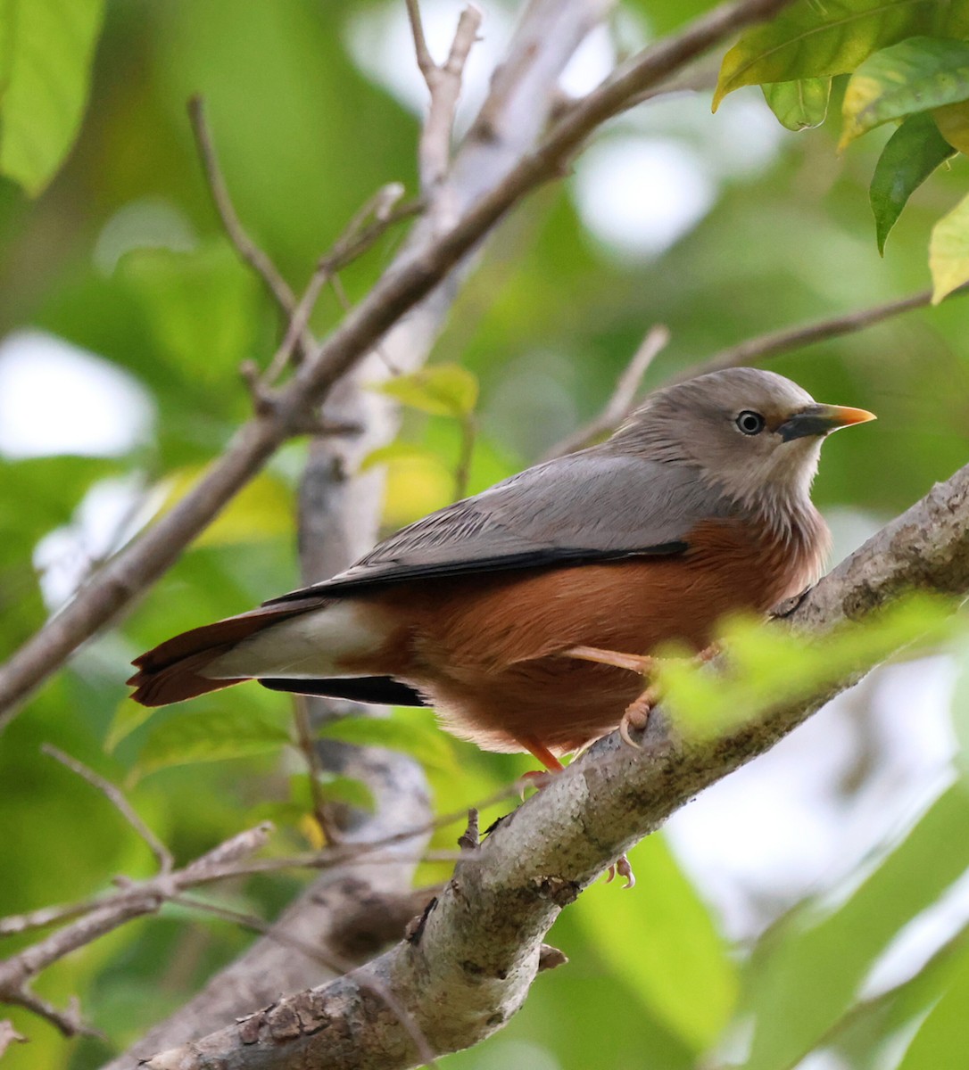 Chestnut-tailed Starling - ML612324334