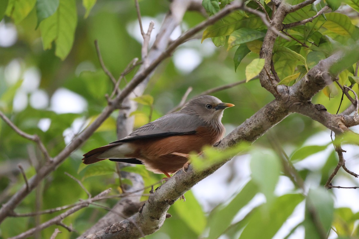 Chestnut-tailed Starling - ML612324336