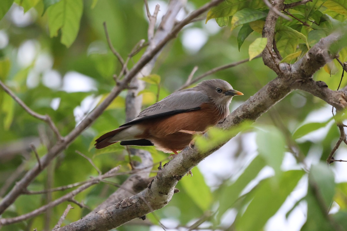 Chestnut-tailed Starling - ML612324337