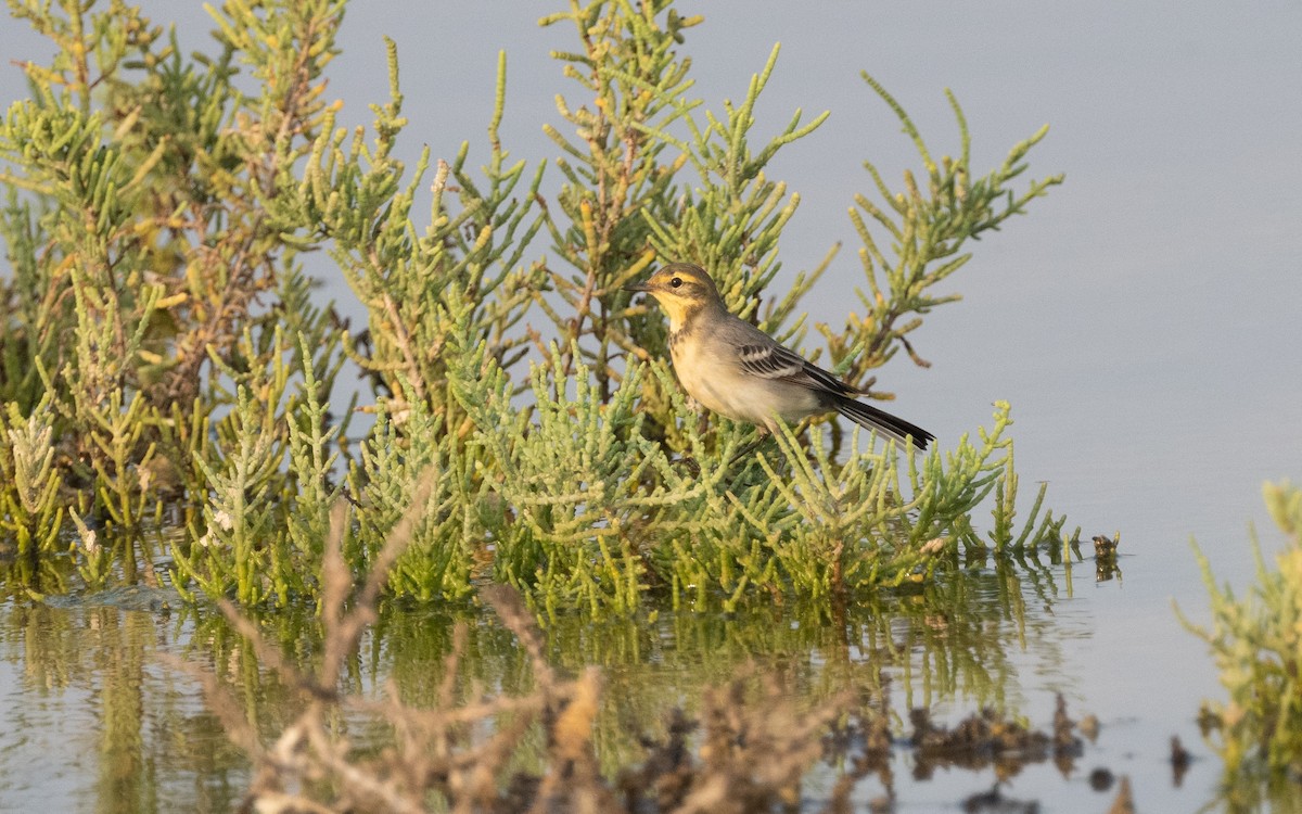 Citrine Wagtail - ML612324341