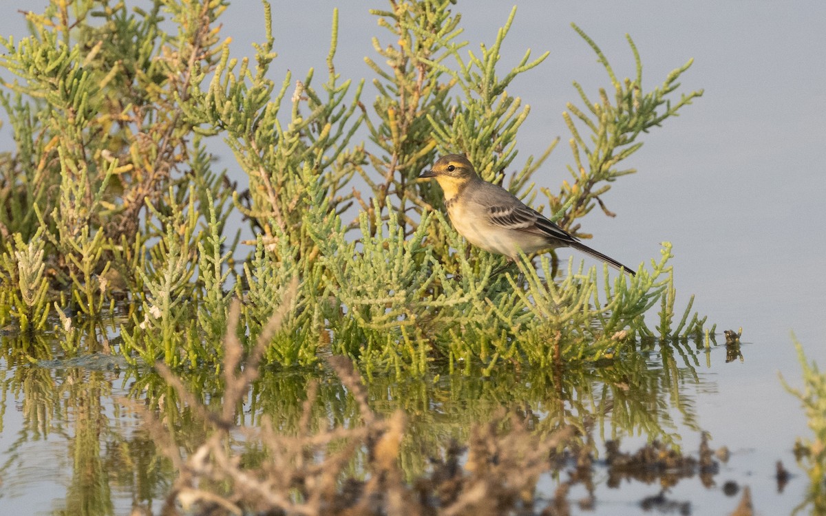 Citrine Wagtail - ML612324342