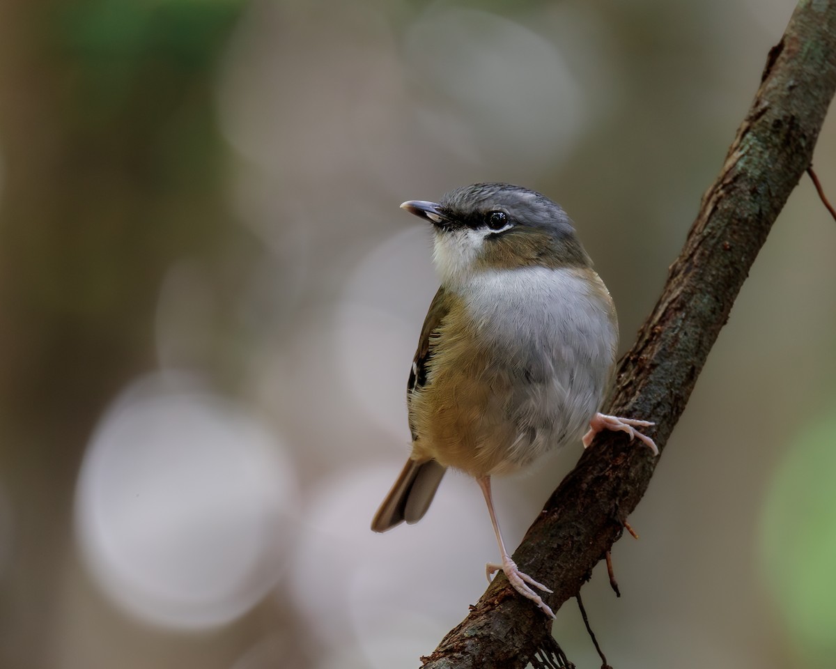 Gray-headed Robin - Jamie Smith-Morvell