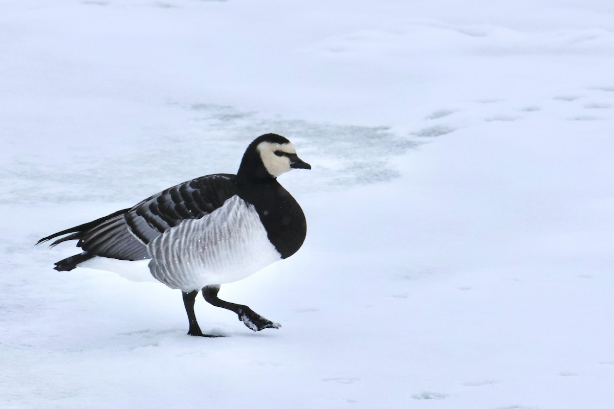 Barnacle Goose - ML612324461