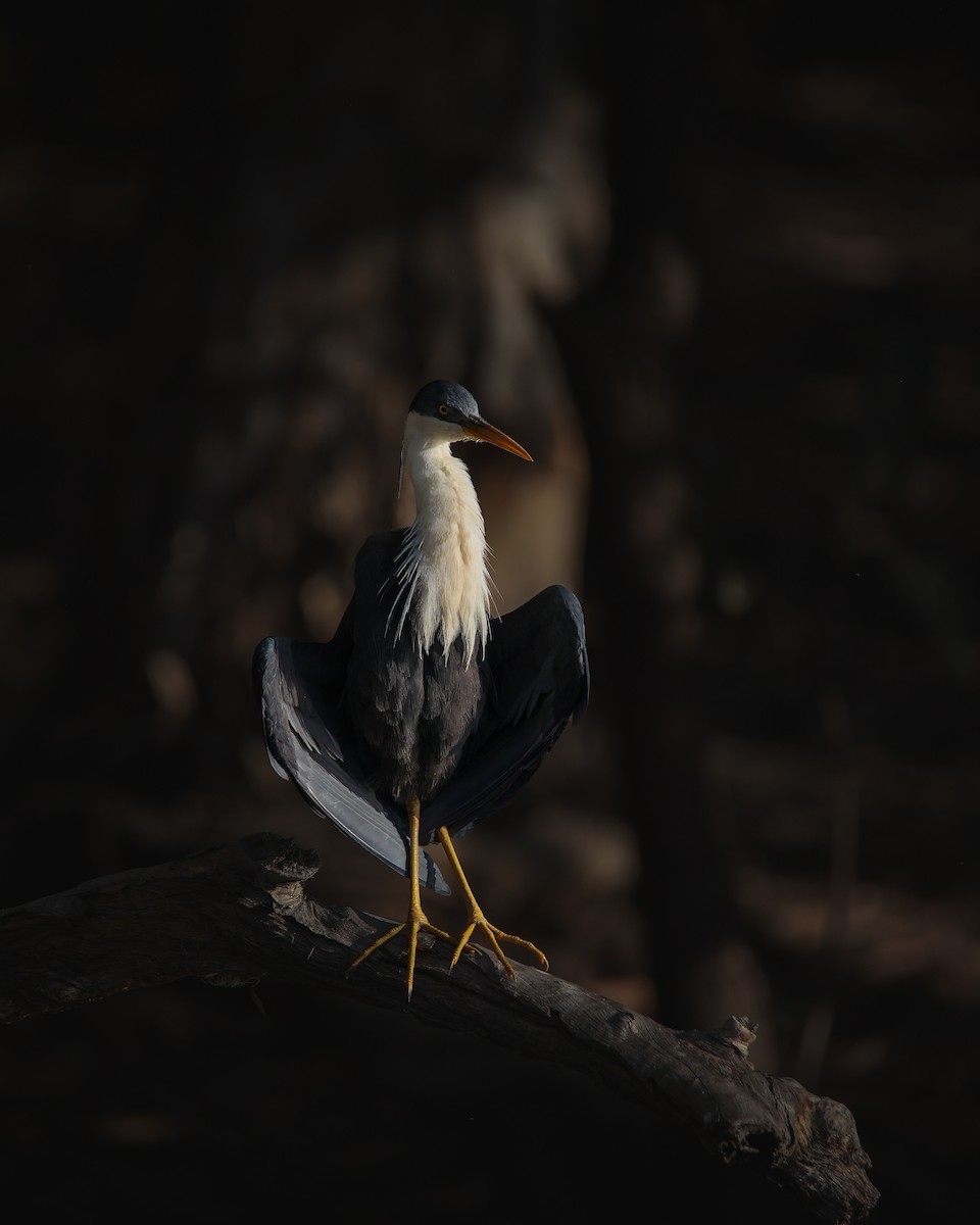 Pied Heron - ML612324472