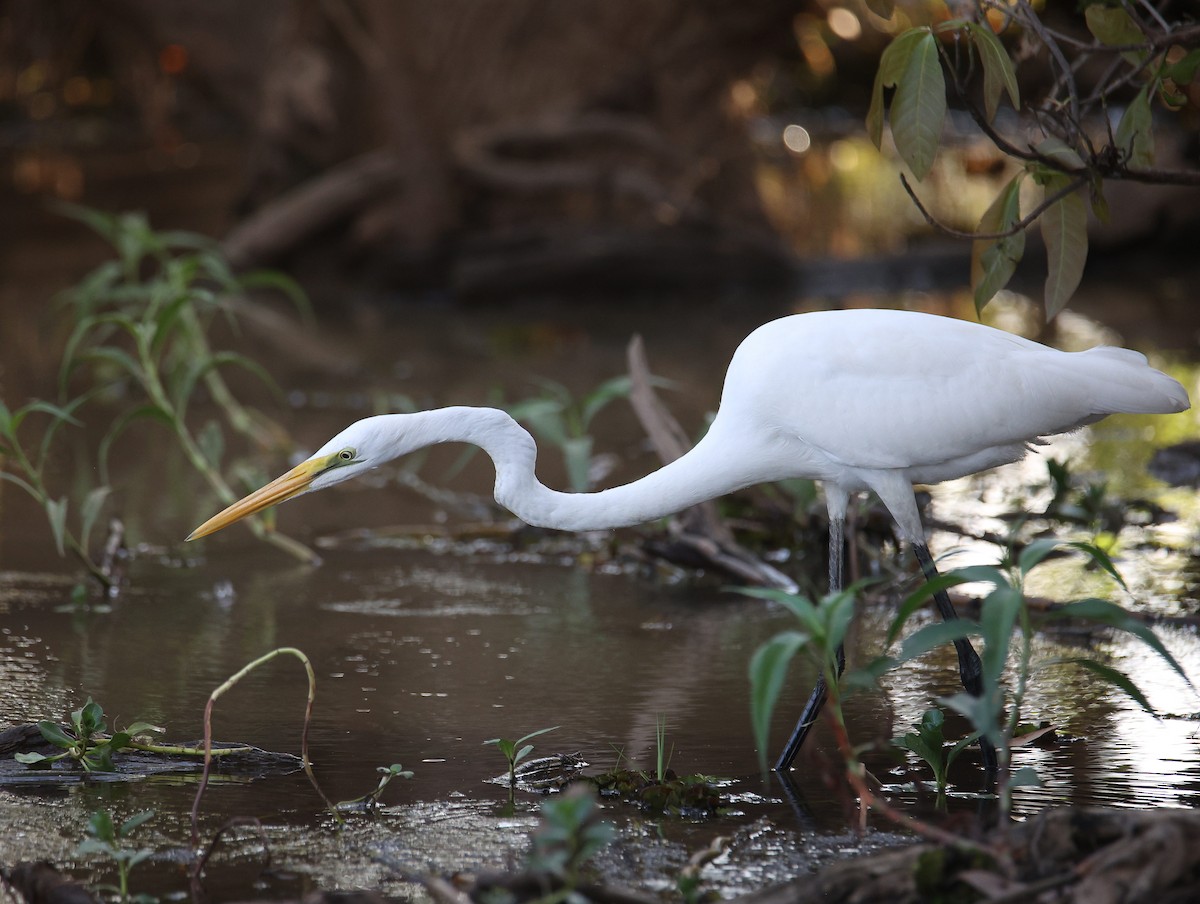 Grande Aigrette - ML612324474