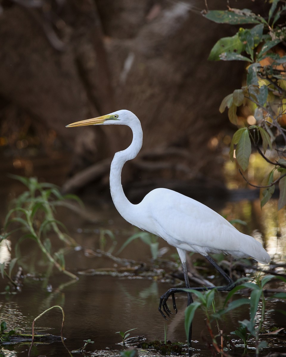 Grande Aigrette - ML612324475