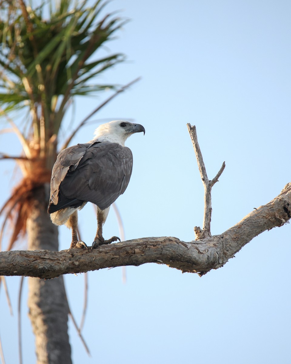 White-bellied Sea-Eagle - ML612324476