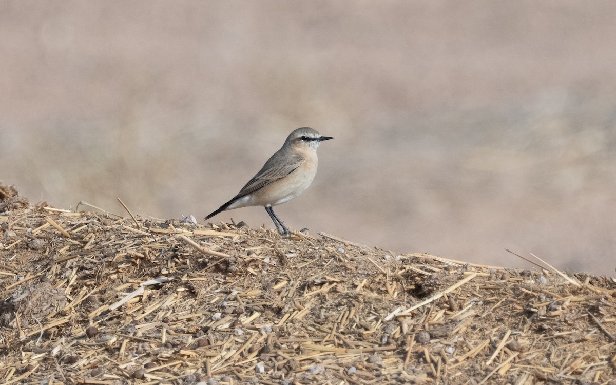 Isabelline Wheatear - ML612324481