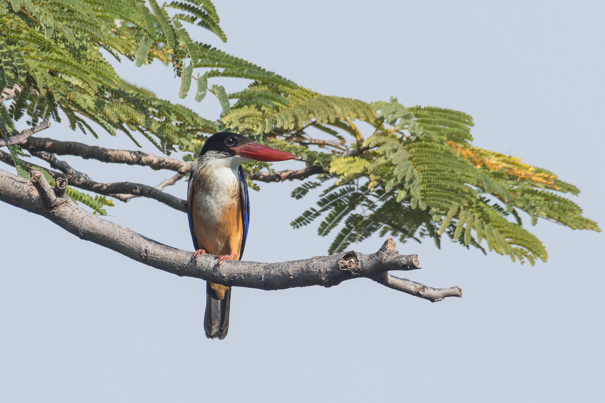Black-capped Kingfisher - ML612324527