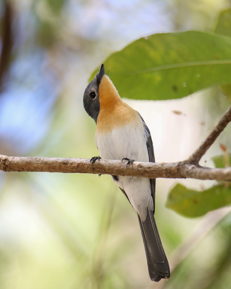 Broad-billed Flycatcher - ML612324533