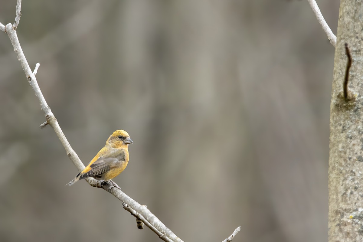 Red Crossbill - Cody Bassindale