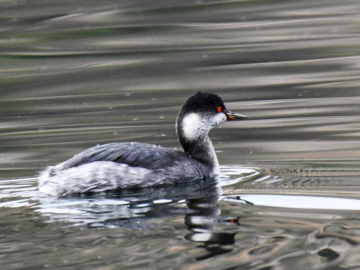 Eared Grebe - ML612324542