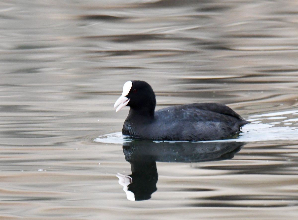 Eurasian Coot - ML612324549