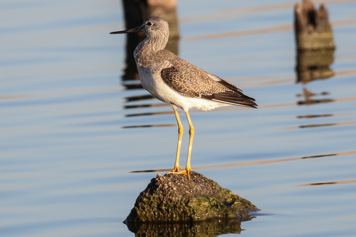 Greater Yellowlegs - Xander Anthony