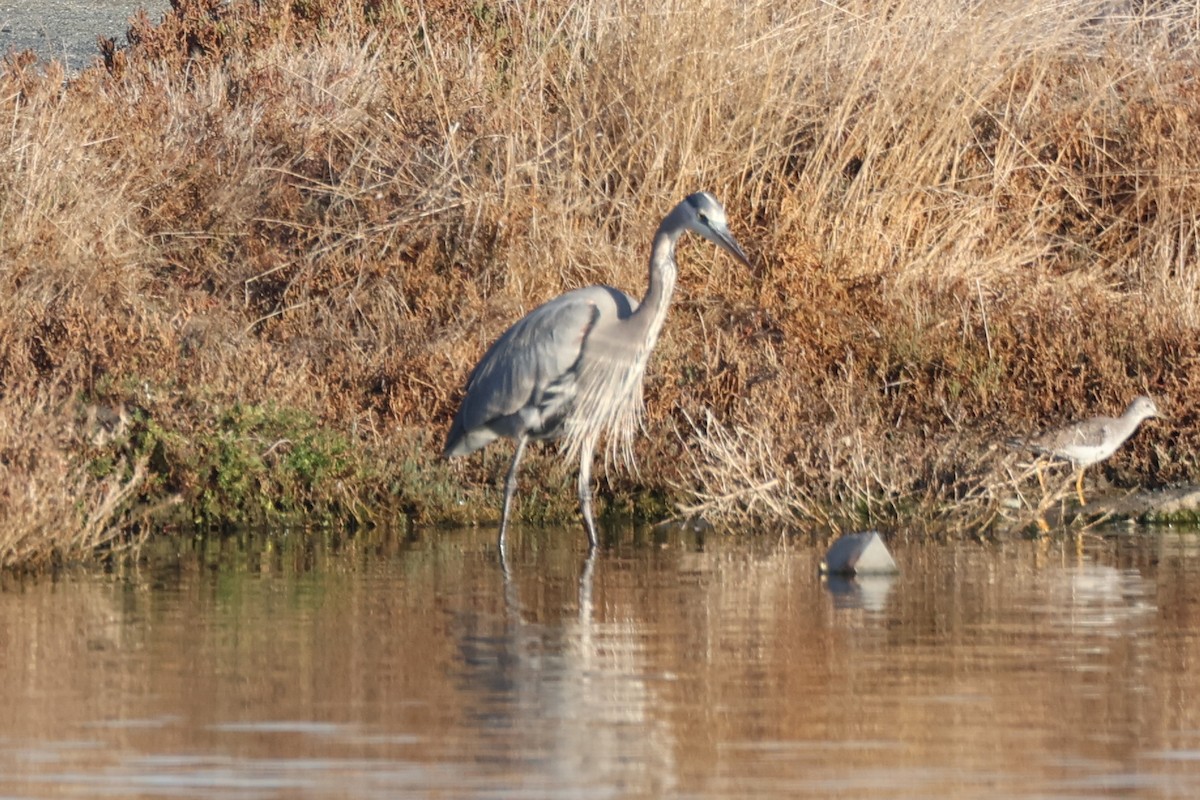 Great Blue Heron - Xander Anthony