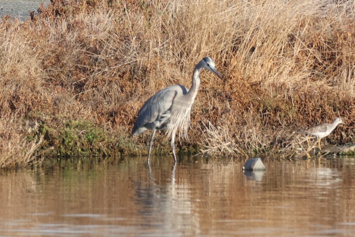 Great Blue Heron - ML612324626