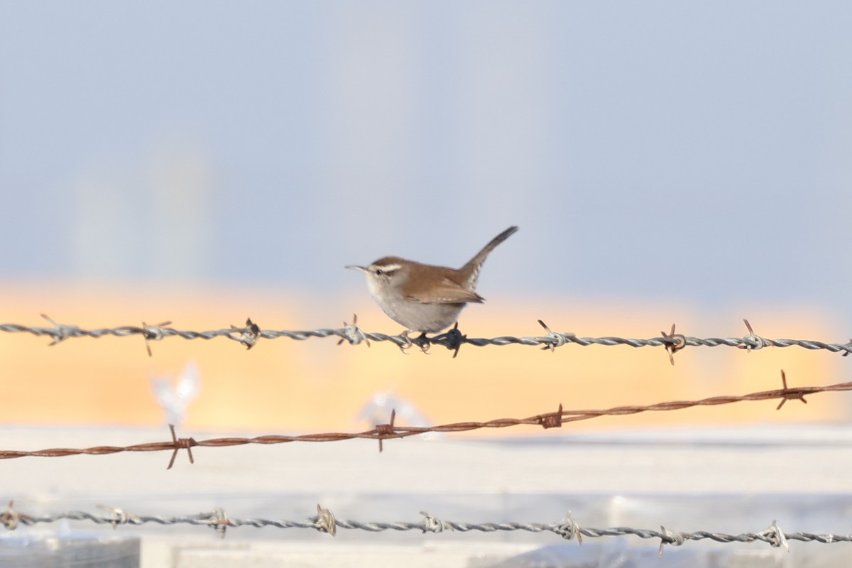 Bewick's Wren - ML612324639