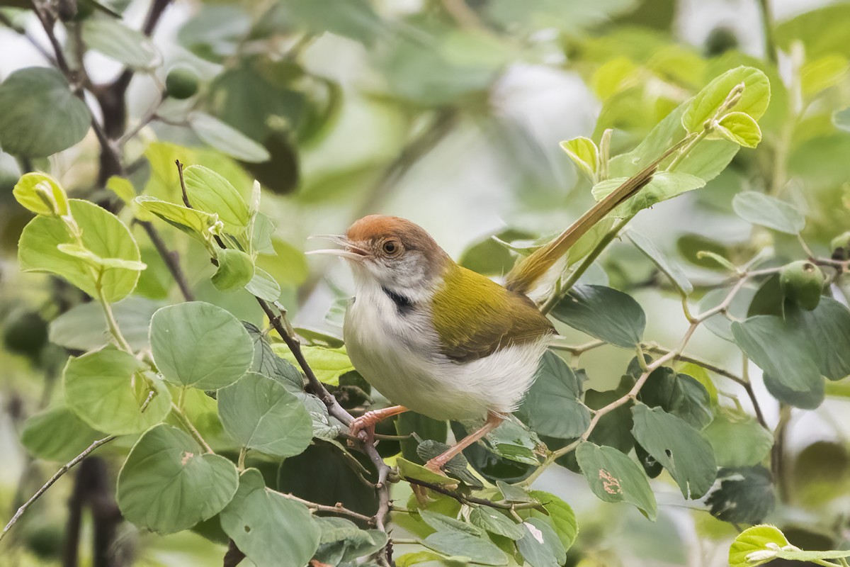 Common Tailorbird - Ravi Jesudas