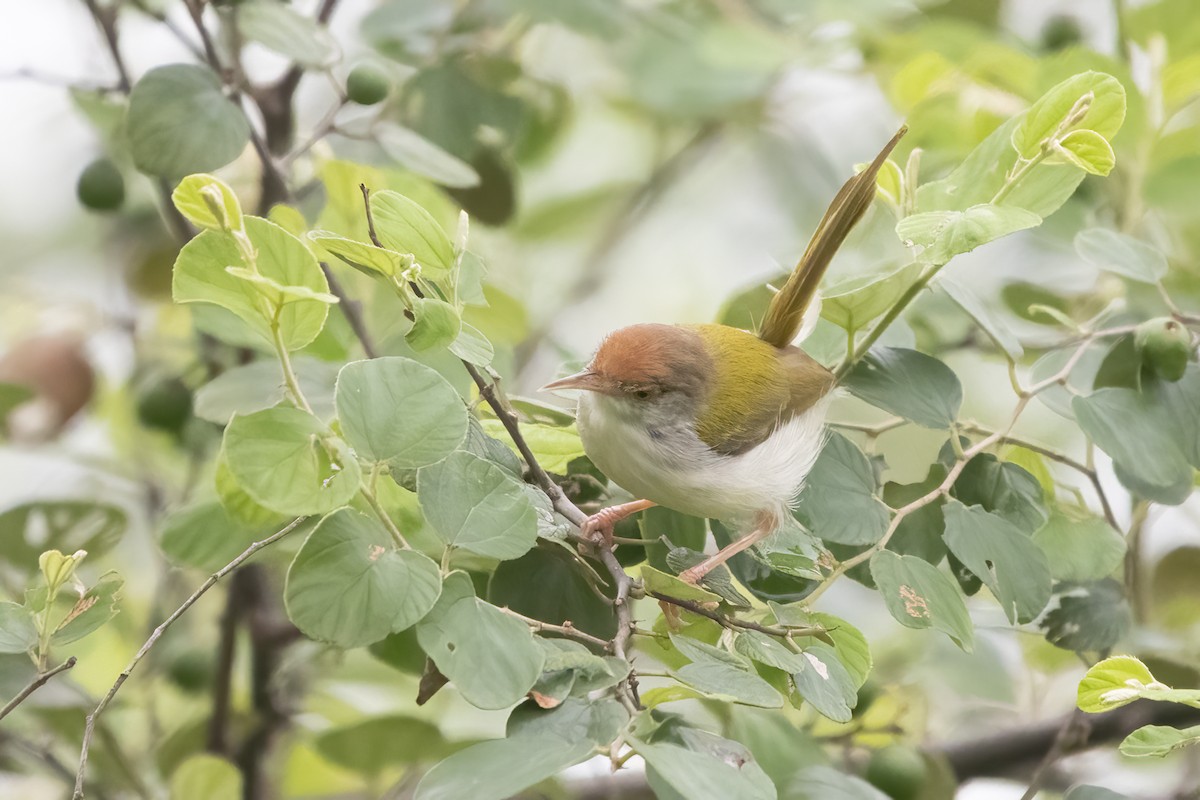 Rotstirn-Schneidervogel - ML612324646