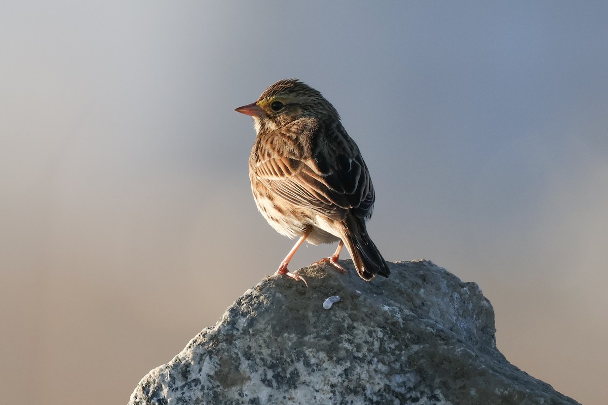 Savannah Sparrow - Xander Anthony