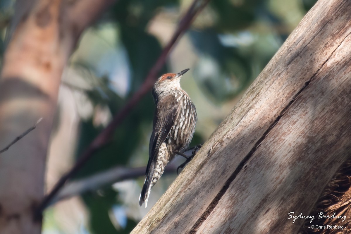 Red-browed Treecreeper - ML612324671