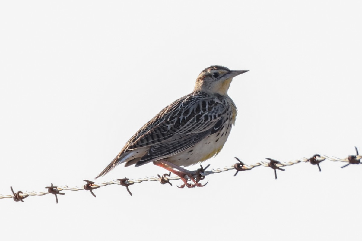 Western Meadowlark - ML612324672