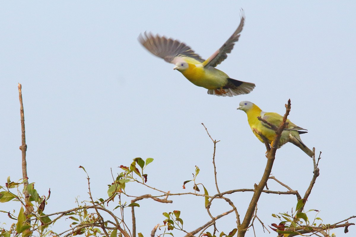 Yellow-footed Green-Pigeon - ML612324697