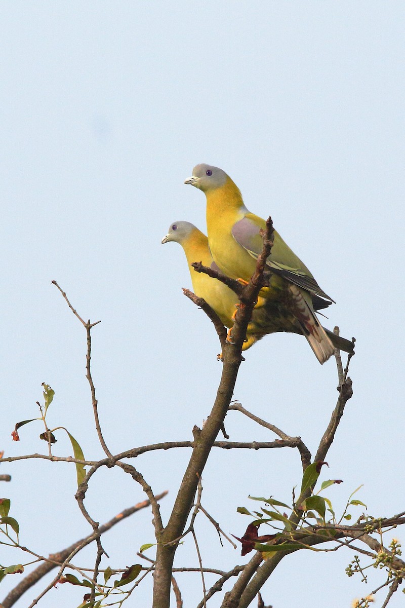 Yellow-footed Green-Pigeon - ML612324712